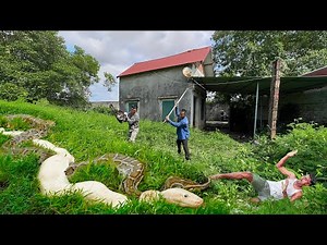 🐍 Dangerous encounter: Giant Albino Python Found Hiding in the Grass! Clean up abandoned house