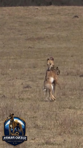 Arabian Saluki’s Incredible Hunting Skills 🐕💨#huntingdog #arabiansaluki