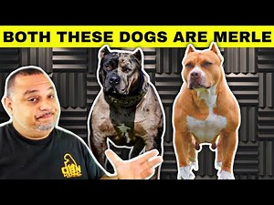 How To Breed Merles | American bully