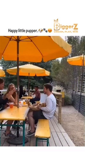 @justviralsttuf on Instagram: "#biggerz - This post features a 14-second video of a golden retriever puppy wriggling joyfully on its owner’s lap at an outdoor picnic, set to Pharrell Williams’ “Happy,” capturing the dog’s ecstatic paw-tapping reaction to gentle tickling amid a group of friends by a lake. , an account dedicated to uplifting animal , with replies overwhelmingly expressing delight and humor, such as warnings of impending puppy excitement leading to mishaps. - Such interactions boos