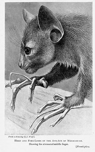 Featured Creature: Aye-Aye