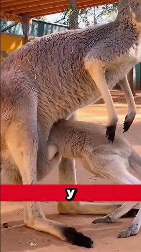 What does a kangaroo's pouch look like? We'll explain it to you 🦘💛