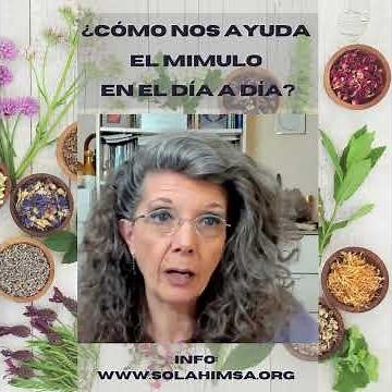 How does Mimulo help us in our daily lives? #shorts #mimulo #floresdebach #natural #solahimsa