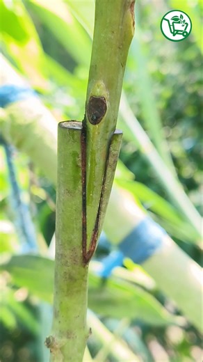 Techniques to get more guavas fruit #fruit #growing #graftingfruit