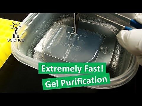 DNA Gel Purification - Freeze & Squeeze Method