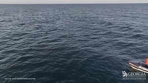 37K views · 815 reactions | 2 new North American right whale calves spotted off Georgia coast: https://2wsb.tv/42PNpEG | WSB-TV | Facebook