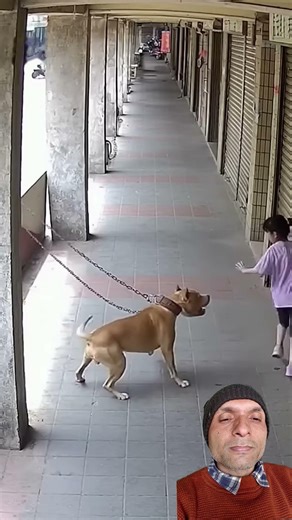 Dog vs Dog: The Barking Olympics 🐶😂