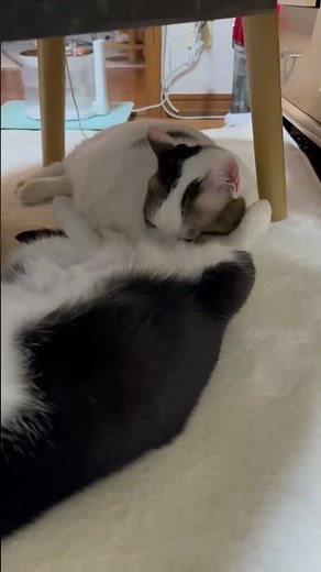 ただただ豆大福がひまわりを舐めてるだけなのですが・・・