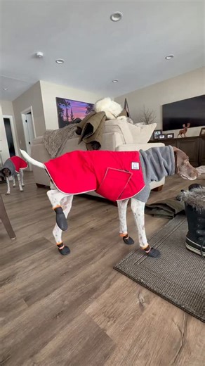 🐾 Maddi & Sophie 🐾 on Instagram: "When you don’t want to overdo it on leg day 😆 Why use all 4 legs when 3 will do?! 🐾 Maddi has always had silly rules when it comes to her feet and using all 4 of them is rarely a requirement 🙃 • • • #dogobsessed #germanshorthairpointer #sillydogs"