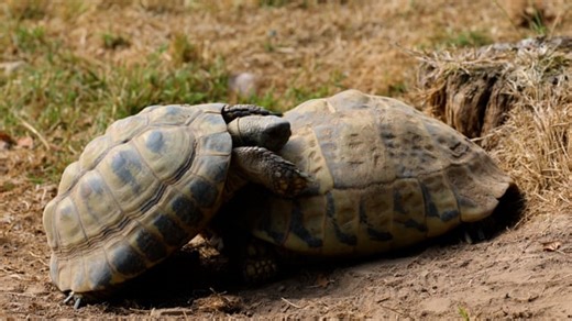 Turtles, Tortoises, Copulate. Free Stock Video