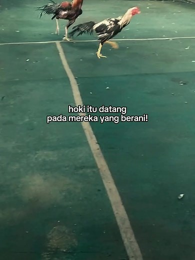4yam lari ketemu 4yam lari 🐓 Maju bemo, hanya belum beruntung aja #ayambangkok #ayampama #ayammangon #ayampakoy #pakoyblackbull #pakoydrumband #penghobiayamlaga | Irfan Mohammad
