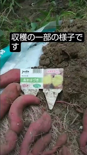 #プランター栽培#さつまいも#あまはずき#庭作業 #garden #garden #家庭菜園