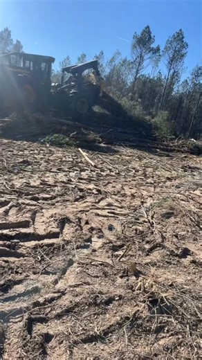 Amazing Video logging USA 🇺🇸🚜💸🌲🪚🪓 . . . . . #loaderman559 #woodwork #tigercat #ForestryEquipment #logging #mh60d #forestrymulching #johndeere #landclearing #johndeerforestry #forestry #texas #logginglife #logger #loggerlife #LoggingHistory #history #historia #wood #OMG #usa #woodenfurniture @top fans | Peake Warren