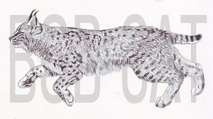 Incredible bobcat drawing guide with clean lines and strong anatomy