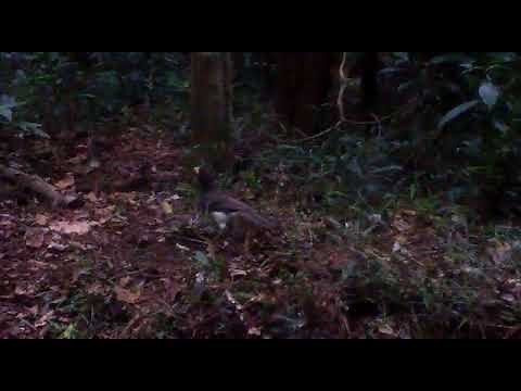 Piapia - Chara Pea (Psilorhinus morio)