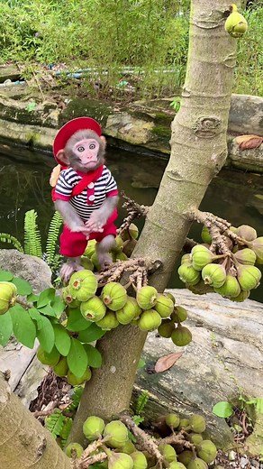 So Cute #fyp #monkeyface #monkeydluffy #viral #xh #monkey