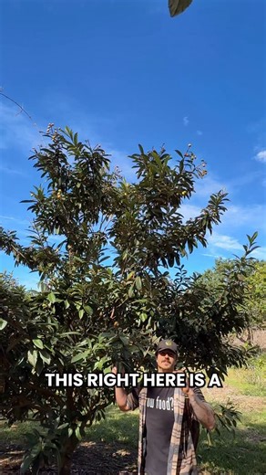 This Loquat tree is loaded with ripe fruit! 🍊 This underrated fruit tree right here is the Loquat, and it tastes like a mix of citrus, apricot, and pear You know loquats are ripe when they turn a bright orange like this in late winter Every loquat fruit starts as a flower, and the flowers smell like a sweet floral vanilla Some loquat varieties are sweet, while others like this one are more sour Loquats stay relatively compact, making them a great smaller fruit tree for home gardens They grow al