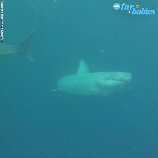 Epic jumping shark is out of this world l GMA