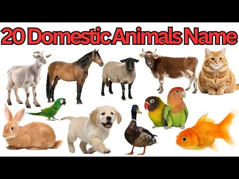 20 Domestic Animals Name in English and Bangla | গৃহপালিত প্রাণীর নাম