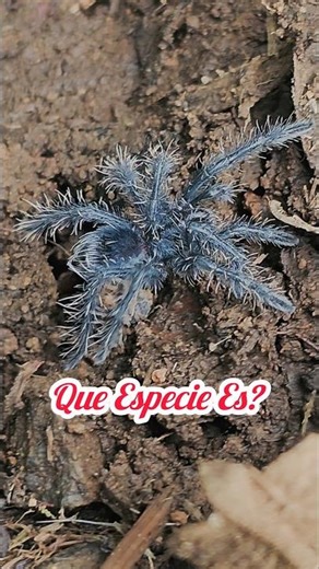 What species is it? #fauna #colombia #animals