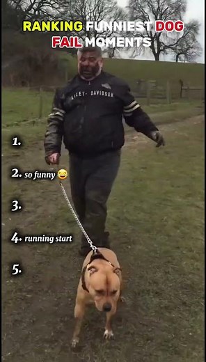 Ranking funniest dog fail moments