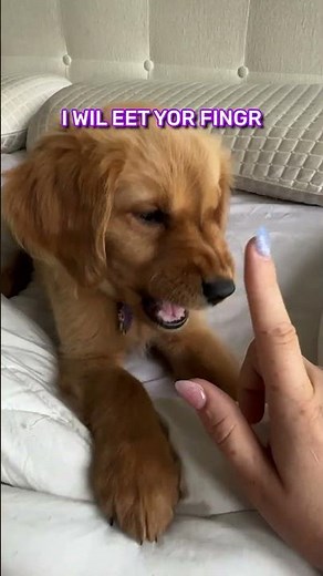 Booping My Dog One Too Many Times...