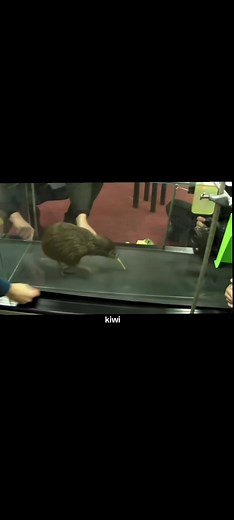 Discover the Adorable Kiwi Bird and Its Unique Traits