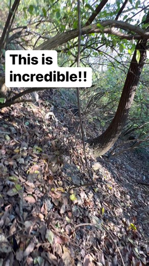 20K views · 260 reactions | Untouched bottle dump! See our full length videos on YouTube #metaldetecting #exploring #outdoors #antiquebottle #treasurehunting #magnetfishing #familyvideos #tacoma #overland #happy #funny #amazing #cat #cats #kittens #dog | Exploring Alabama | Facebook