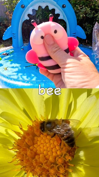 Kids Learn | Bug Insect Names at the Shark Pool: Snail Cricket Mosquito Bee Praying Mantis