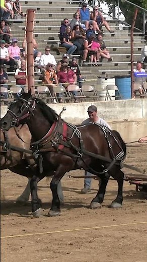 Jaw-Dropping Draft Horse Pulls #horse #horses