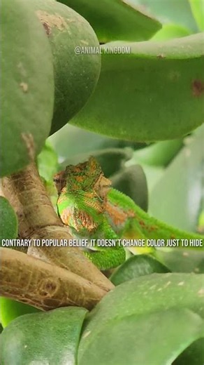 3 Creatures That Can Change Color Instantly! 🦎😱 #shorts #nature #fyp #animals #viral