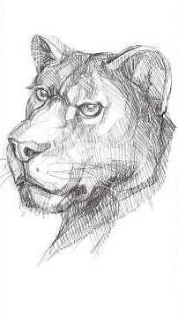 Lion Portrait Drawing Tutorial – Easy Step by Step Guide