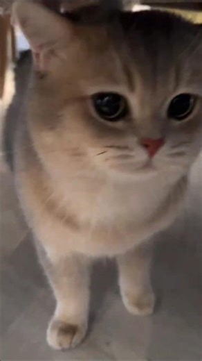 A celebrity cat’s 🐱bottom line: no one can get in the way of the camera🐱 #cat #kitten #meow