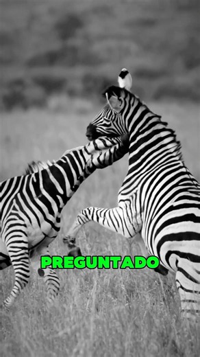 ¿Las Cebras Son Blancas O Negras? La Respuesta Te Sorprenderá #sabiasque #datoscuriosos