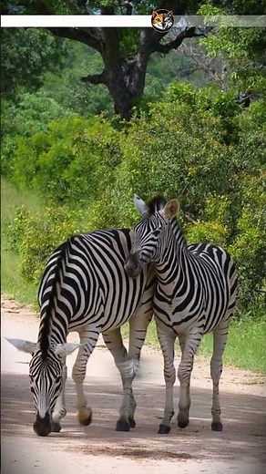 🦓 얼룩말의 줄무늬 속에 숨겨진 과학적 비밀