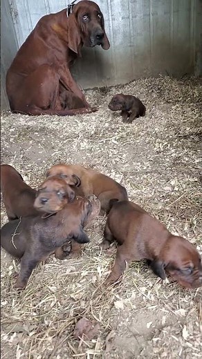 Redbone Coonhound puppies are strong and active at 1.5 weeks!