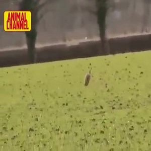 1K views · 12 reactions | Lucky Prey Animals Escape Predators | Snake Doctor | Facebook