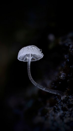 a tiny Mycena sp growing from a mossy tree trunk, one from a recent YouTube video 😁 Taken with OM System OM1 mk II OM System 90mm f3.5 macro OM System MC-20 2x teleconverter Natural light Focus stacked using Helicon Focus #OMSystem #fungi #macrophotography #yourshotphotographer #natgeoyourshot #naturalworld #naturephotography #tinyworld #forestfloor #inthewoods #forestphotography #bbcearth #macro_freaks #macro_brilliance | redal.uk