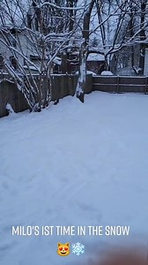 216K views · 9.9K reactions | I think he likes snow now Cat Most ❤ #catlover . https://pets-community.site/snow-lover-alert-cat-discovers-the-joy-of-winter-adventures/ | Cat Lover | Facebook