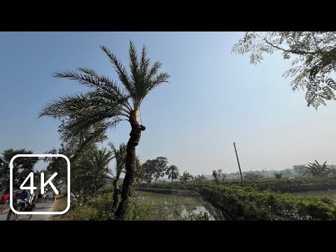 Village Winter Morning | Peaceful Rural Life in Bangladesh | Foggy Countryside View 4K |