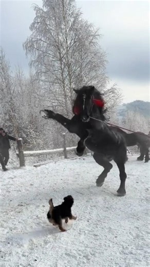 Horses that fight #horse #horses #sterstallion