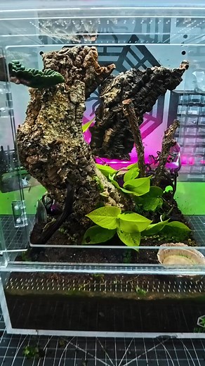 Creating a Bioactive Crested Gecko Habitat
