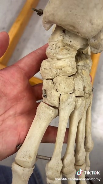 #Foot #Ankle #AnatomyClass #ScienceClass