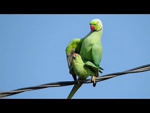 Parrots Breeding Season in the Village of India