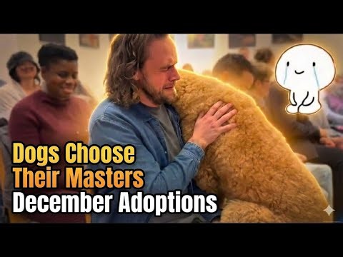 All Dogs Walked to find one Human… Until This Moment - Adoption Moments