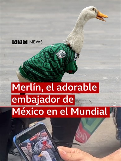 ⚽ ¡Cuac! 🦆🇲🇽 Un pato de una familia llamado Merlín se ha convertido en el “embajador” de México para la Copa del Mundo 2026. Merlín se volvió viral después de que se compartieran videos en los que se veía al pato de dos años caminando con su característico contoneo por las calles de la Ciudad de México, vestido con la camiseta de la selección mexicana y calcetines personalizados. Los medios de comunicación se han sumado a los aficionados para admirar a Merlin, ansiosos por tomarse una foto co