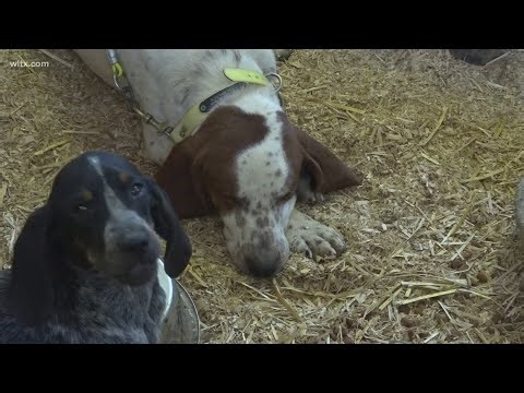 61st Annual Grand American Coon Hunt underway