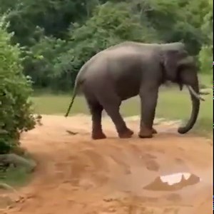 107K views · 2.4K reactions | Safari jeep in the middle of an elephant attack  Join our group : We Love Elephants. Thank you so much ❤ | Dangerous Predators | Facebook