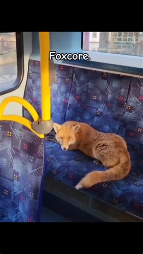 Zero.Context | This compilation is a whimsical exploration of "foxcore," an aesthetic that celebrates the eccentric and endearing behaviors of foxes in... | Instagram