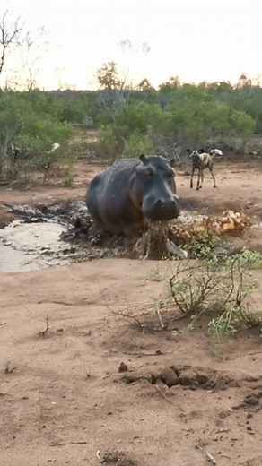 521K views · 5.6K reactions | Hippo Surrounded by Wild Dogs - Gareth van Rooyen (MalaMala Game Reserve) | Latest Sightings - Kruger | Facebook